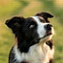 Portrait du chien de race Border Collie