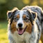 Portrait du chien de race Berger Australien