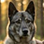 Portrait du chien de race mélange primitif