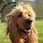 Portrait du chien de race Cocker Anglais