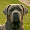 Portrait du chien de race Cane Corso