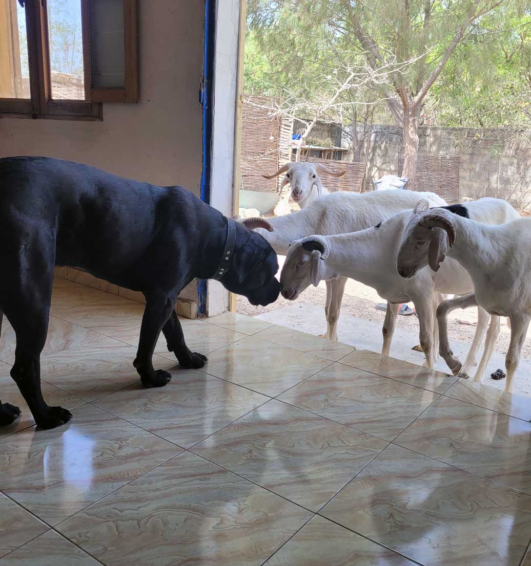 Education canine troupeaux