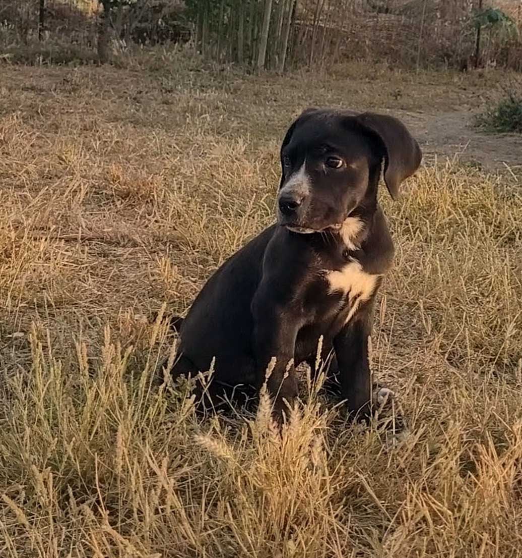 Education chiot